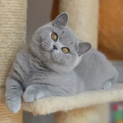 breed-image